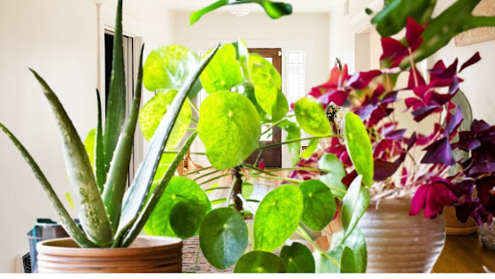 5 Tips to Control Your Home Air Quality