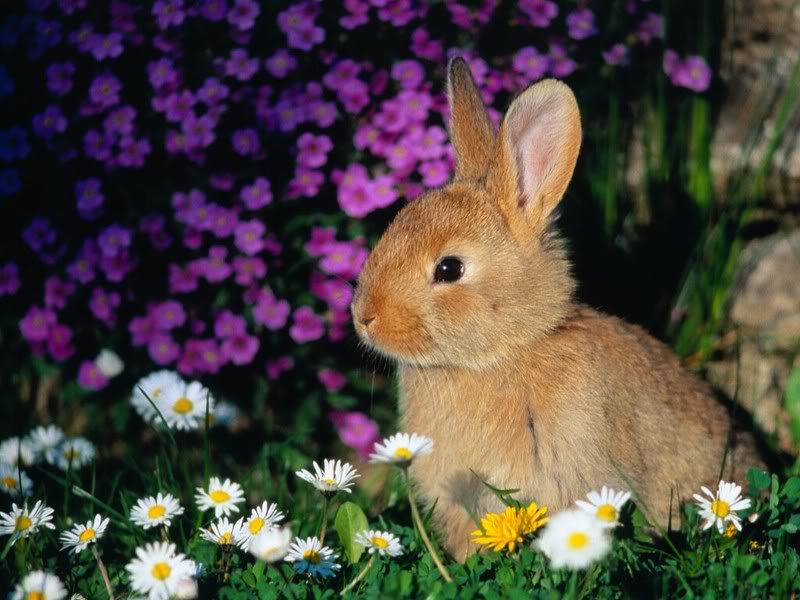 happy easter funny bunny. happy easter funny bunny.