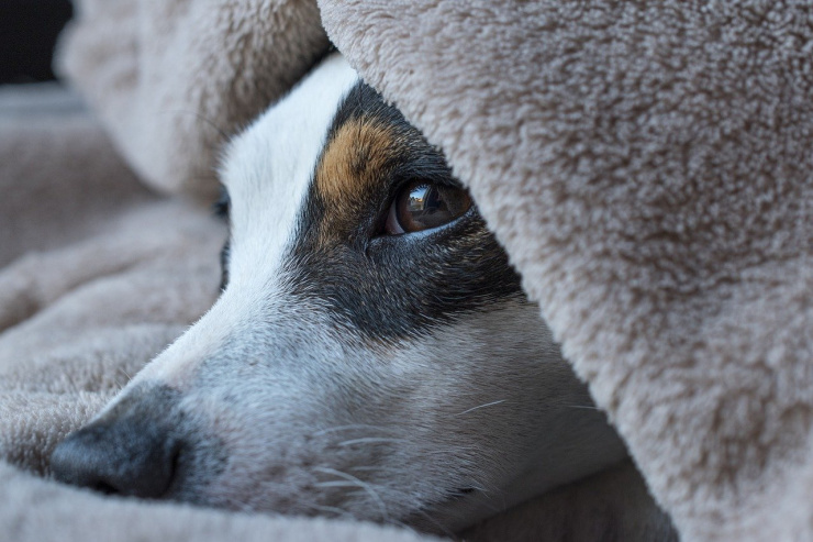 dog sleeping