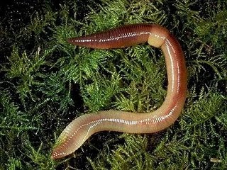 BELAJAR TERUS BIOLOGI: ANNELIDA