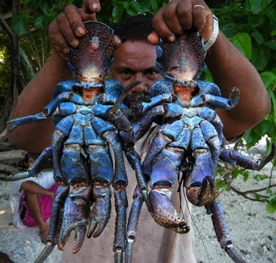 Coconut crab - 16 Pics+Video Seen On www.coolpicturegallery.net