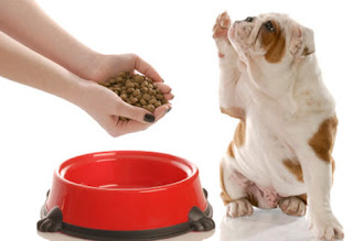 Dog Nutrition Facts :Your Pet Doctor - nis11