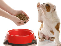 best nutrition for dogs
