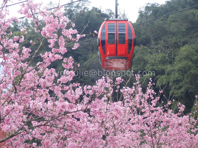 Sun Moon Lake cherry blossom