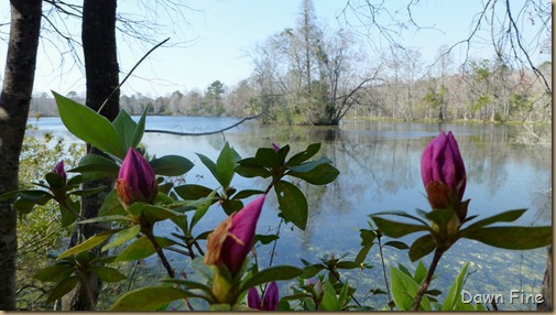 Magnolia Plantation_410