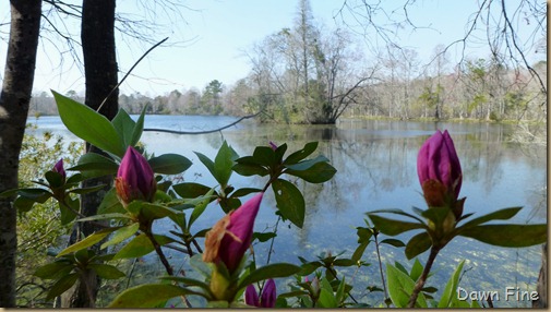 Magnolia Plantation_410