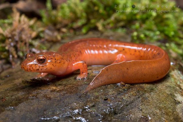 Spring salamander in Ohio