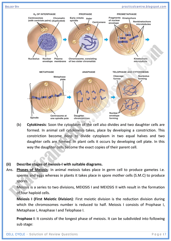 cell-cycle-review-question-answers-biology-9th-notes