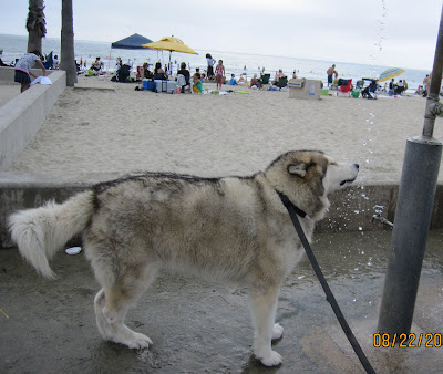 Husky Wolf Mix. Nukka is a wolf hybrid.