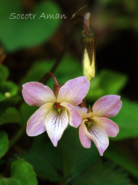 Viola tokubuchiana