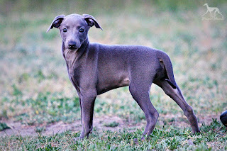 http://www.italiangreyhound.eu/2016/03/stupor-mundi-thangurel-elvish-princess.html