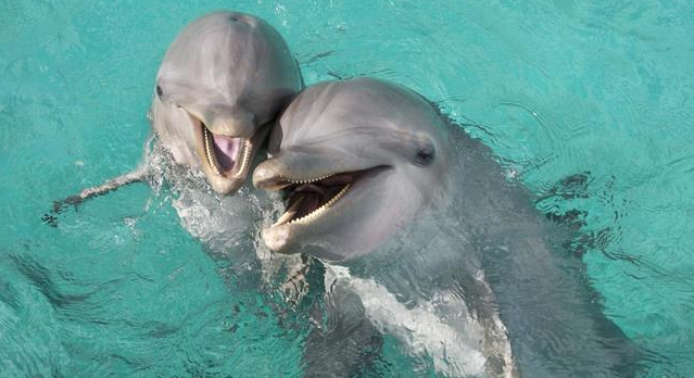 10 Fakta Menarik Tentang Lumba  lumba  Hidung Botol Mamalia 