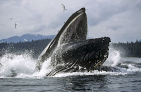 baleia preta