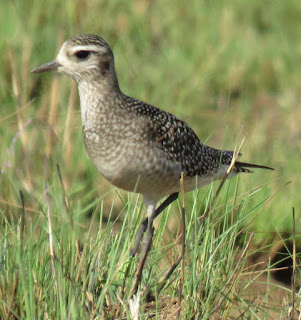 American Golden-Plover