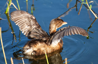 Pied-billed Grebe (Podilymbus podiceps)