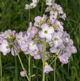 Cuckooflower, Cardamine pratensis.  Withyham, 5 April 2017.