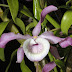 Dendrobium tortile - Hoàng thảo xoắn