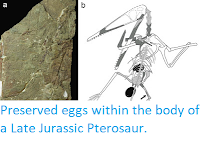 http://sciencythoughts.blogspot.co.uk/2015/11/preserved-eggs-within-body-of-late.html