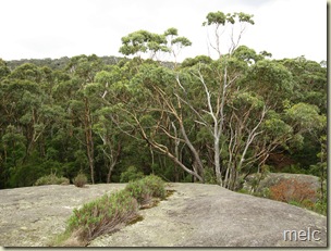 as high as the treetops, monkey rock