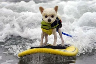Dog surfista