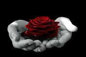 Mawar Merah memiliki khasiat menangkap energi negatif
