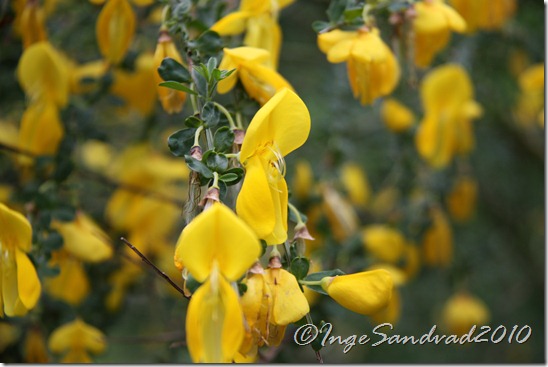 ©IngeSandvad2010