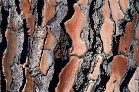 Les forêts sont menacées de détérioration