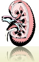 KidneyArt