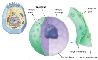 Inti sel, nukleus, nukleolus, pori inti, membran inti sel, nukleoplasma