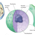 Sel : Prokariotik, Eukariotik, Inti sel dan Retikulum Endoplasma (RE)