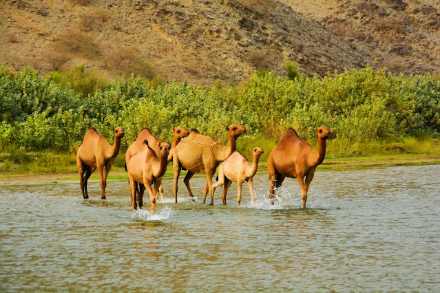 الجمال تعبر المياه في السروات