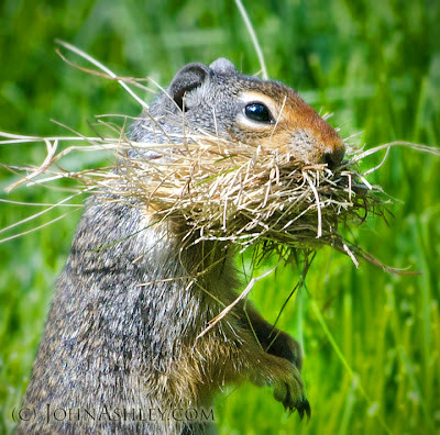 Columbian ground squirrel (c) John Ashley