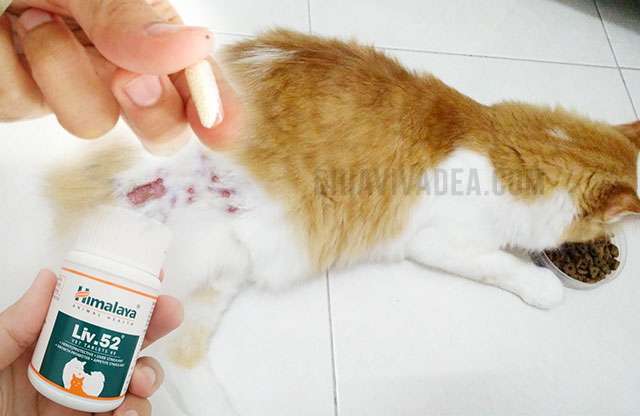 Kos Rawat Kucing Sporo Guna Ubat Antifungus Dan Liv52 