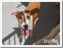 1Duna