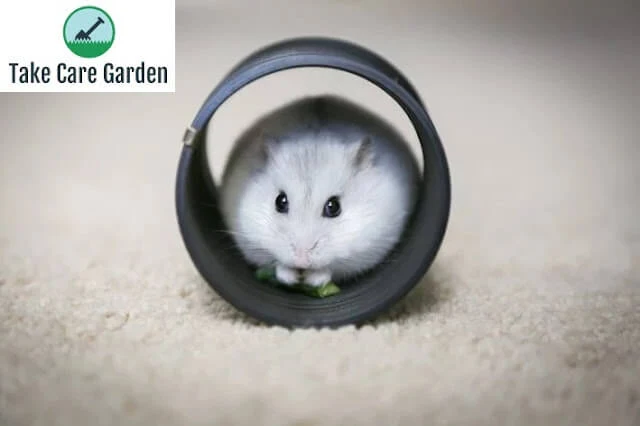 hamster dentro do túnel
