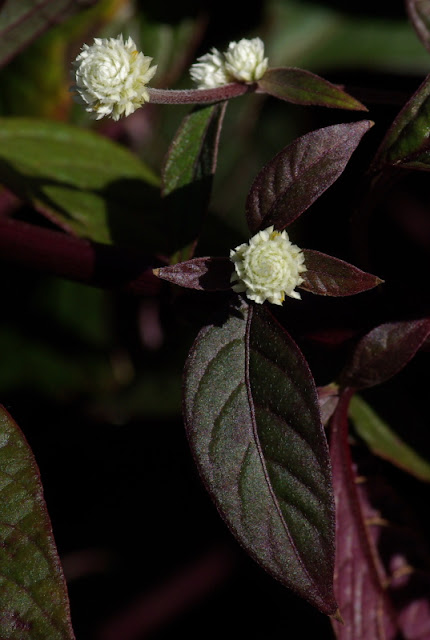 Alternanthera dentata 'Purple Knight'