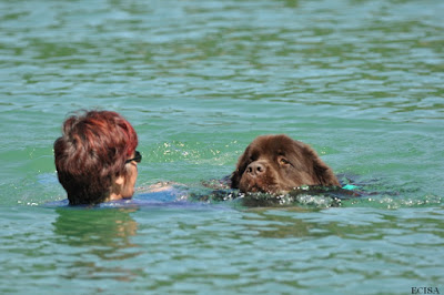 Chien sauveteur a l'eau Jura 39 Terre-Neuve Maverick sauveteur à l'eau fait une nage en binôme avec le maître-chien à Vouglans photographie JD Amet