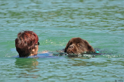 Terre-Neuve Maverick sauveteur à l'eau fait une nage en binôme avec le maître-chien à Vouglans photographie JD Amet