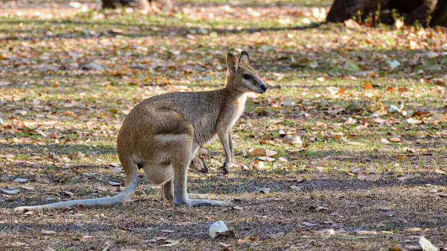 Wallaroo