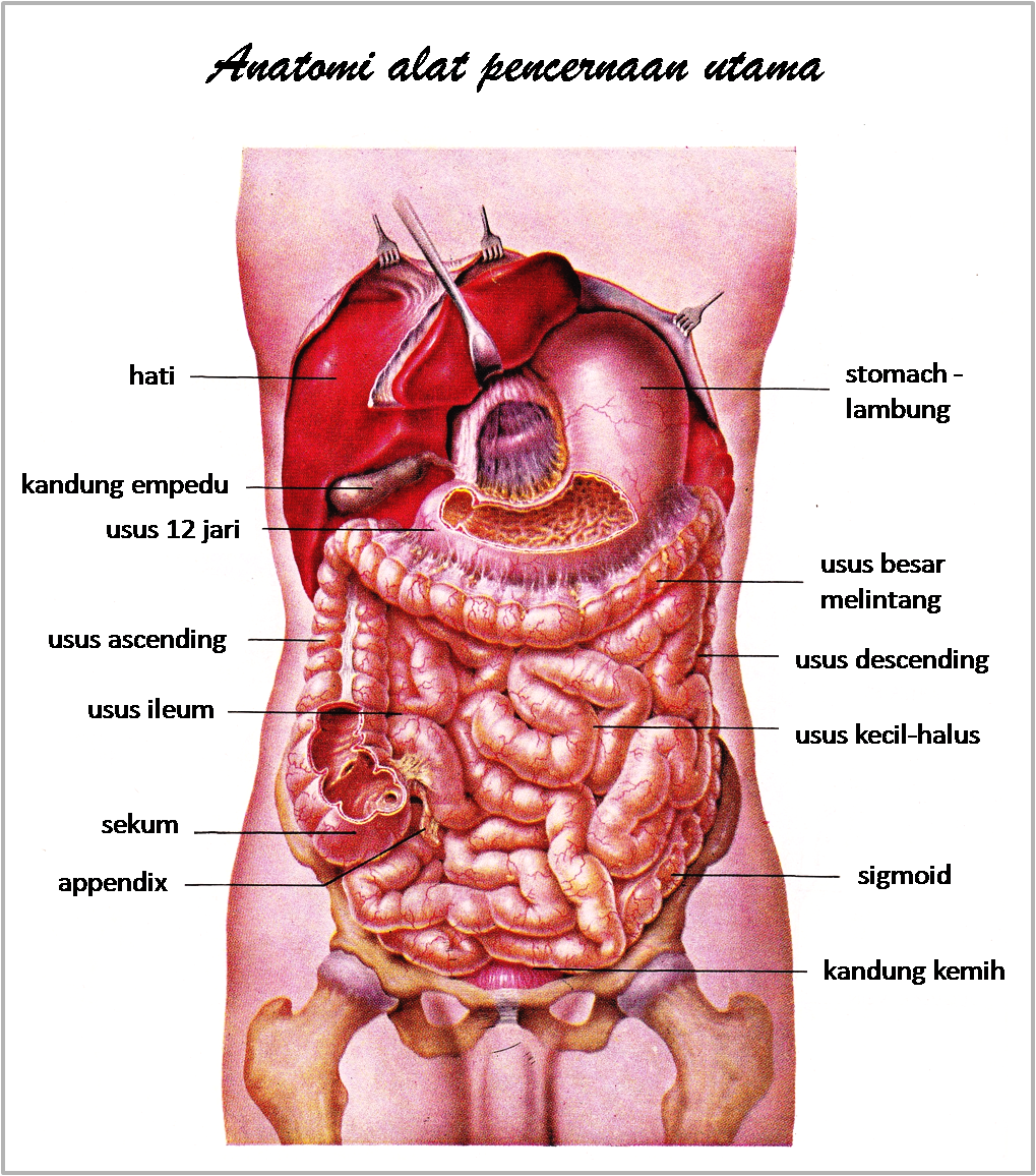 Anatomi Organ  Dalam  Tubuh Manusia  Blog Kesehatan  Anda