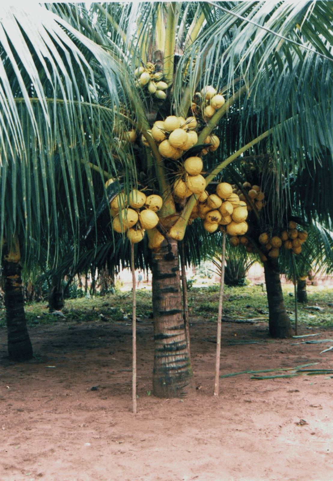  gambar pohon kelapa  Indonesiadalamtulisan Terbaru 2014