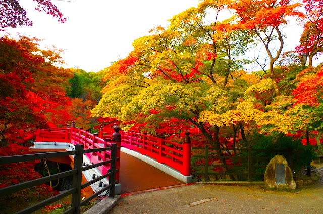 「觀月橋」的紅葉在清晨的陽光下閃閃發光！