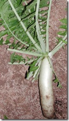 DSCN0007