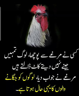 Funny Poetry in Urdu, Funny Quotes in Urdu