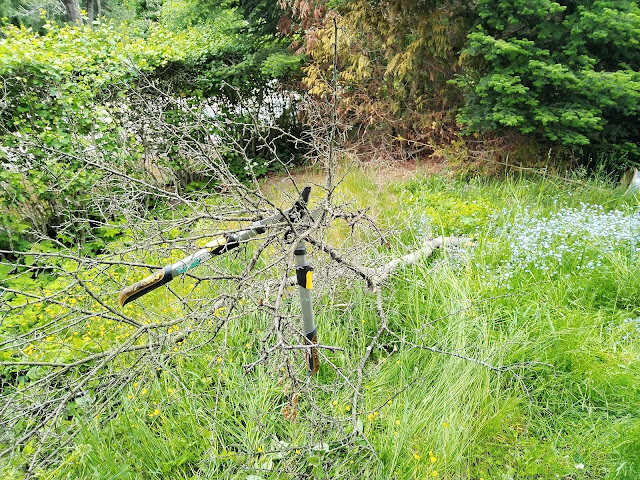 Kuolleiden kriikunarunkojen oksistojen poisto ruohikoiden leikkaukset Tampere talonmiespalvelu@gmail.com 11.6.2025