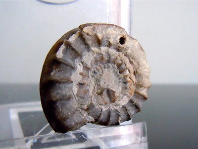 Fossil Ammonite: Echioceras raricostatum