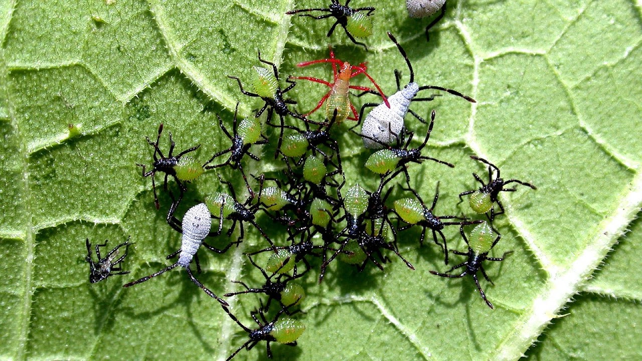 Pesticide For Squash Bugs