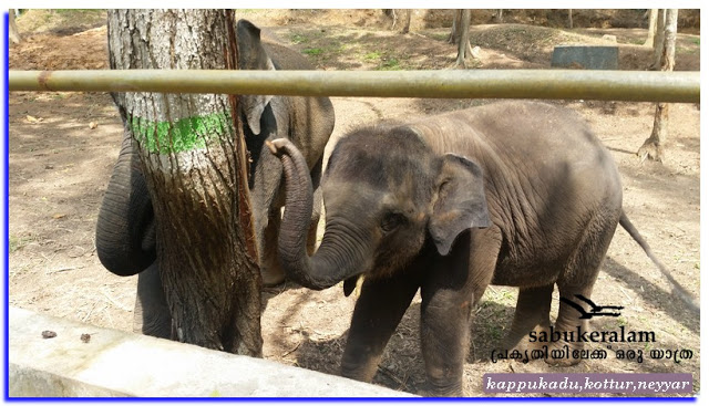 ആനക്കൊട്ടിൽ കാപ്പുകാട് ,കോട്ടൂർ, നയ്യാർ ഡാം ELEPHAT REHABILATION CENTER KAPPUKADU ,KOTTOR