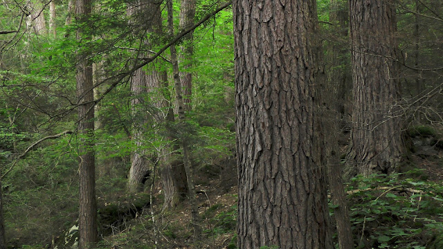 400-year-old eastern hemlock forest