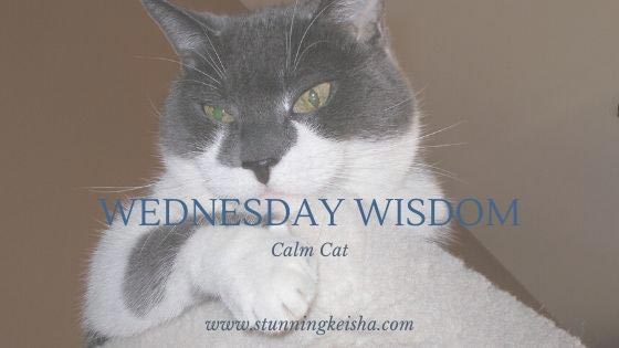 Wednesday Wisdom: Calm Cat